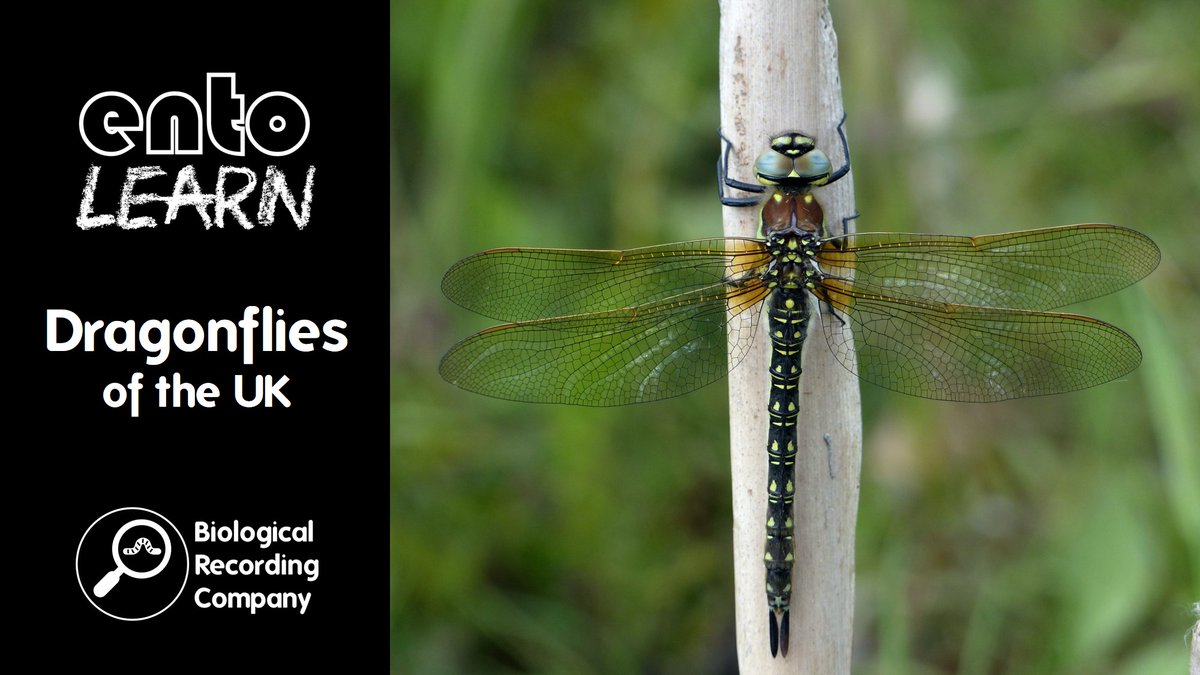 Keiron Derek Brown (@keirondbrown) on Twitter photo Explore the UKβs 30 species of dragonflies with our online self-study course! Dive into their life cycles, colours & flight skills with <a href="/smallshire/">Dave Smallshire</a> . Includes 3 pre-recorded webinars + Q&A. Just Β£20!
ποΈ Start learning today: courses.biologicalrecording.co.uk/courses/dragonβ¦ Explore the UKβs 30 species of dragonflies with our online self-study course! Dive into their life cycles, colours & flight skills with <a href="/smallshire/">Dave Smallshire</a> . Includes 3 pre-recorded webinars + Q&A. Just Β£20!
ποΈ Start learning today: courses.biologicalrecording.co.uk/courses/dragonβ¦