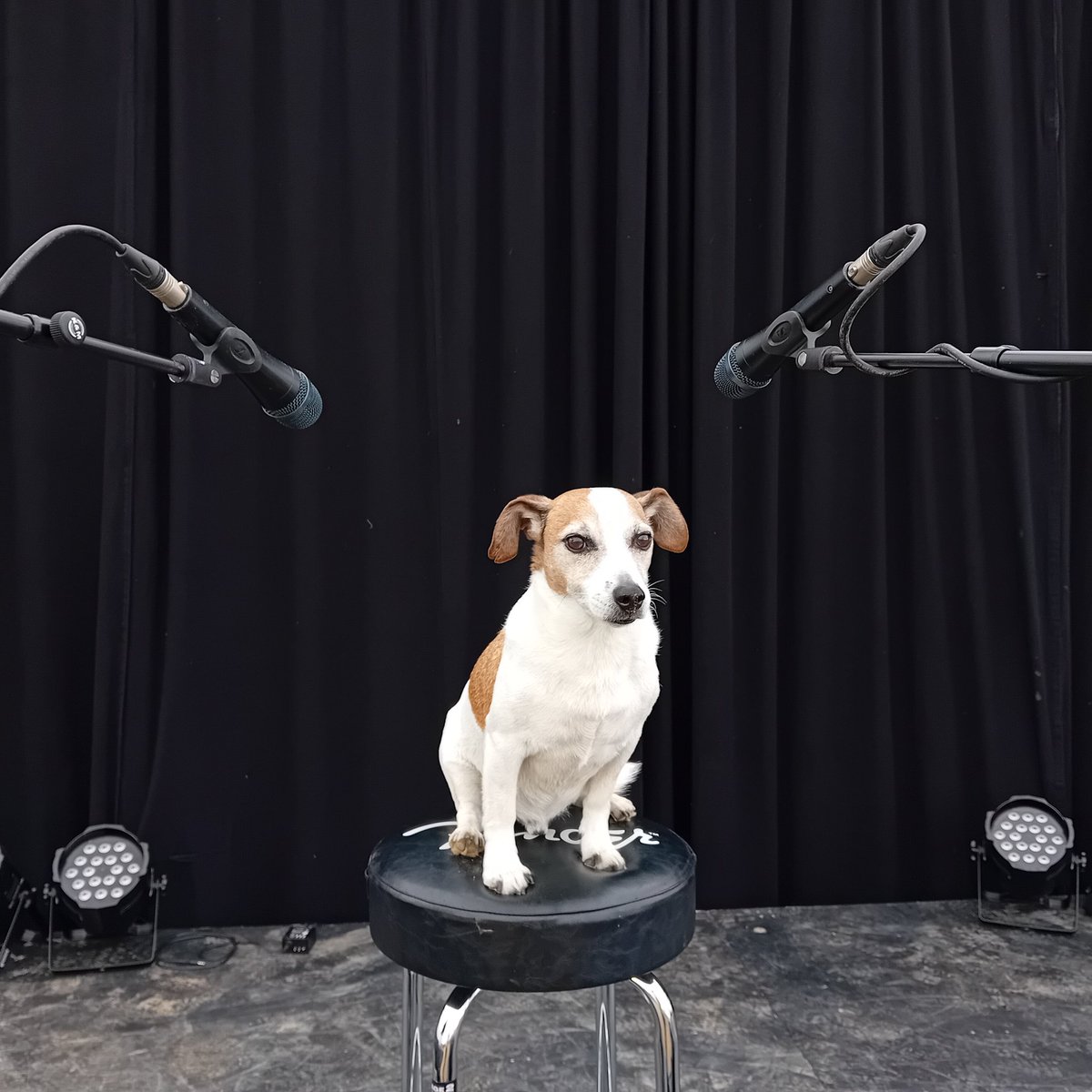 Fun &amp; Games ahead! Friday challenge 😂😂  #dogtv #topdog