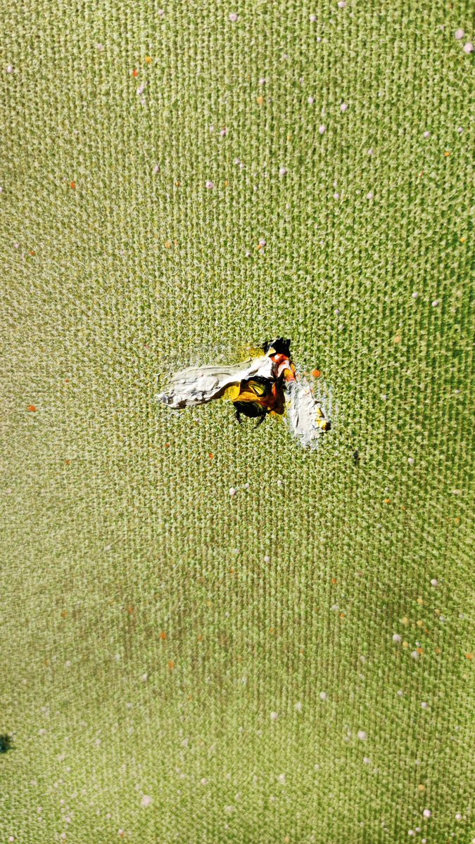 #art #flowers #nature #painting