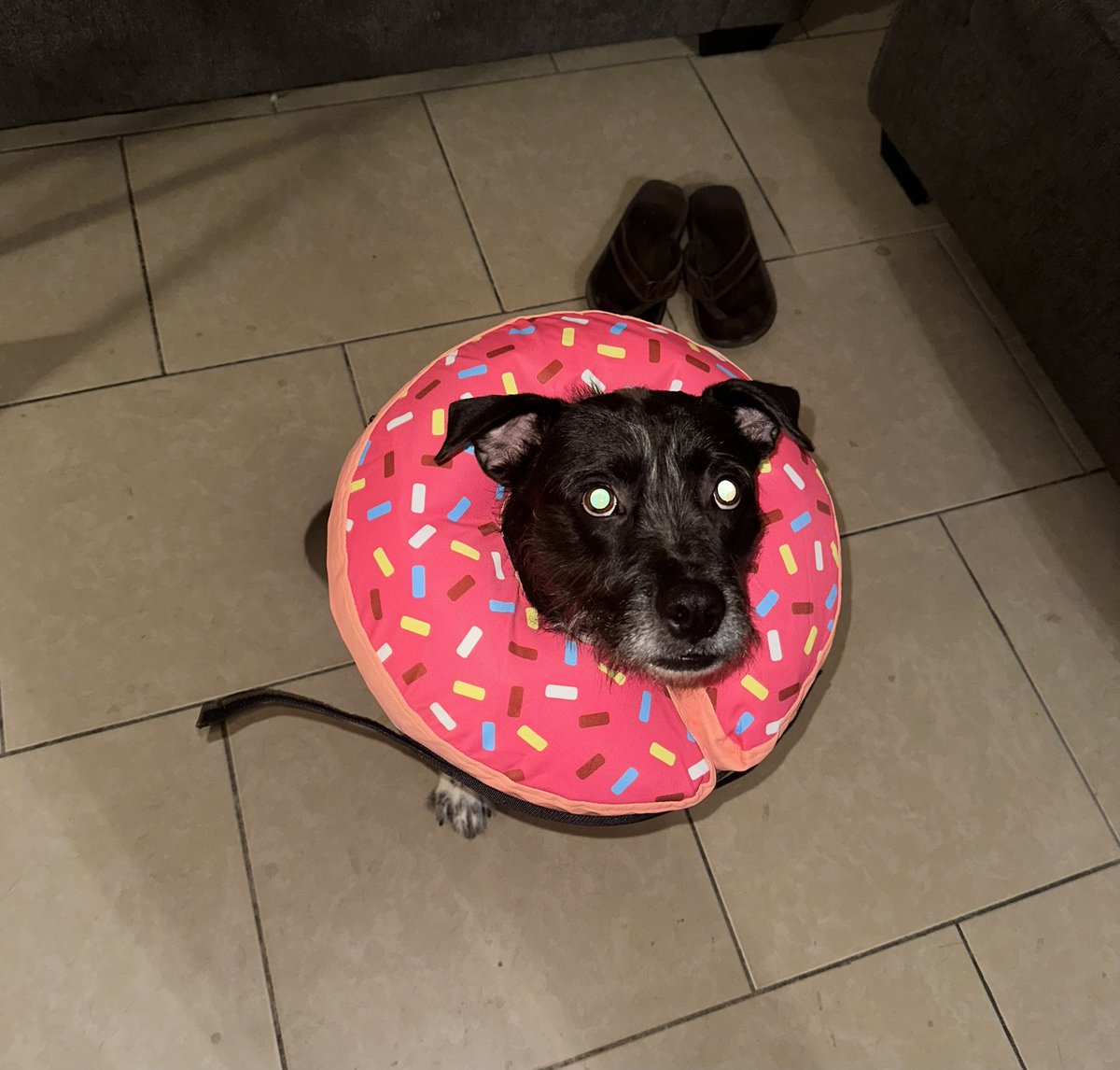Pretty girl needs a donut to keep from licking herself too much
