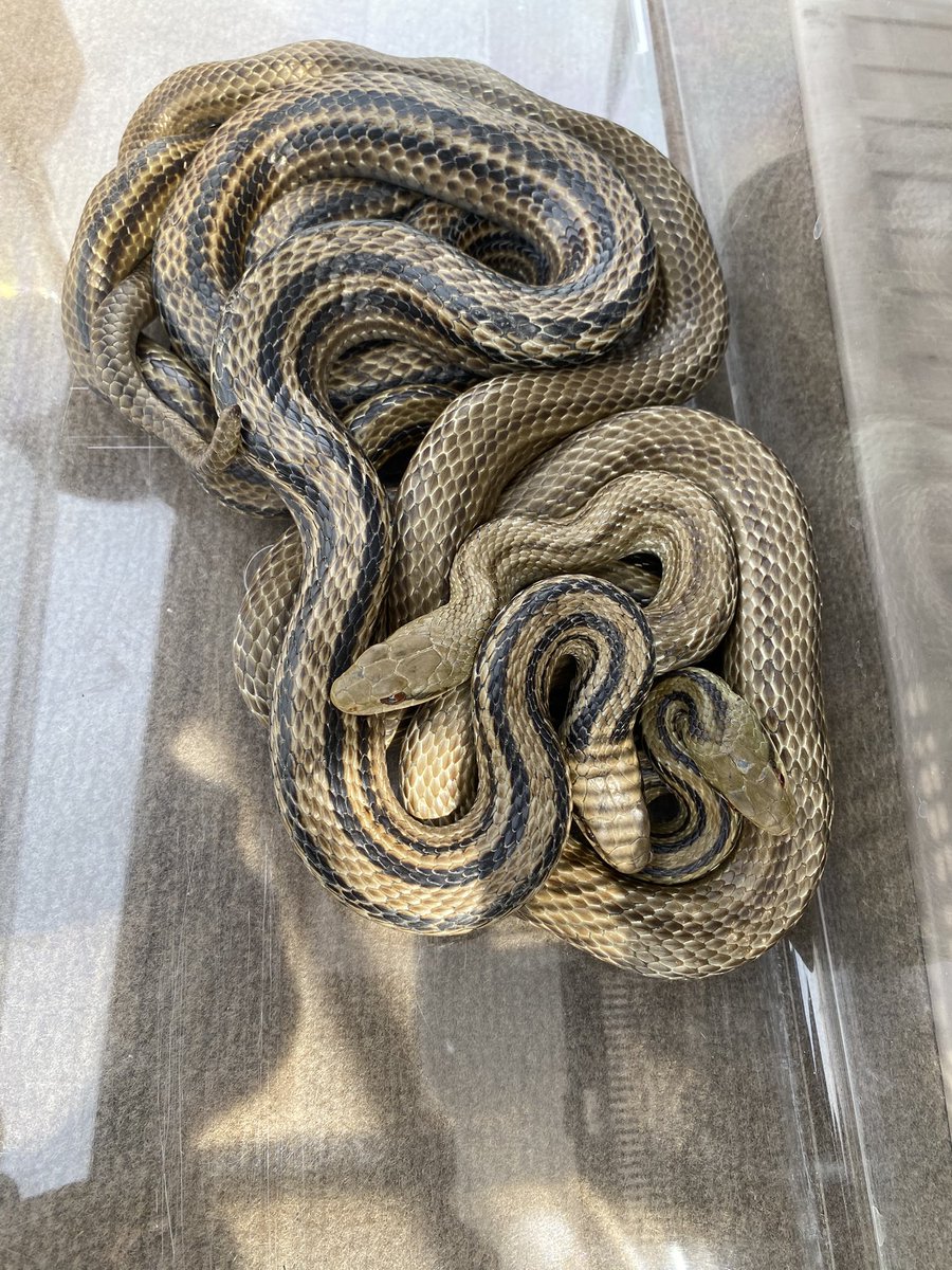 MH43773148's tweet photo. アオダイショウ欲しかったんだけどなぁ🐍 https://t.co/FlePsBF8x9