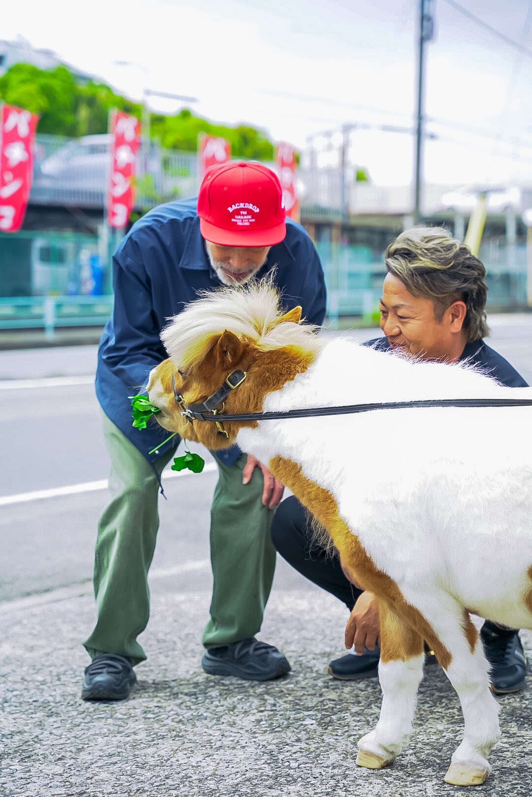 渋谷陽 馬主なのにミニチュアホース飼う人 (@akira_1111car) / X