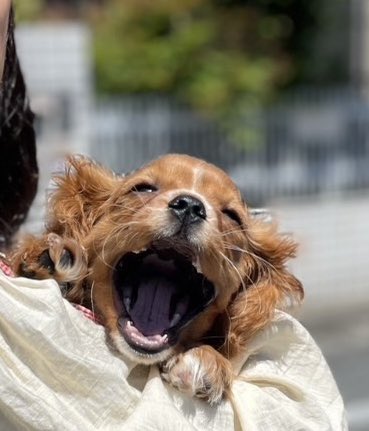 目じり下がりっぱなしです
(   ◜▿◝ )

 #サクちゃん
 #キャバリア