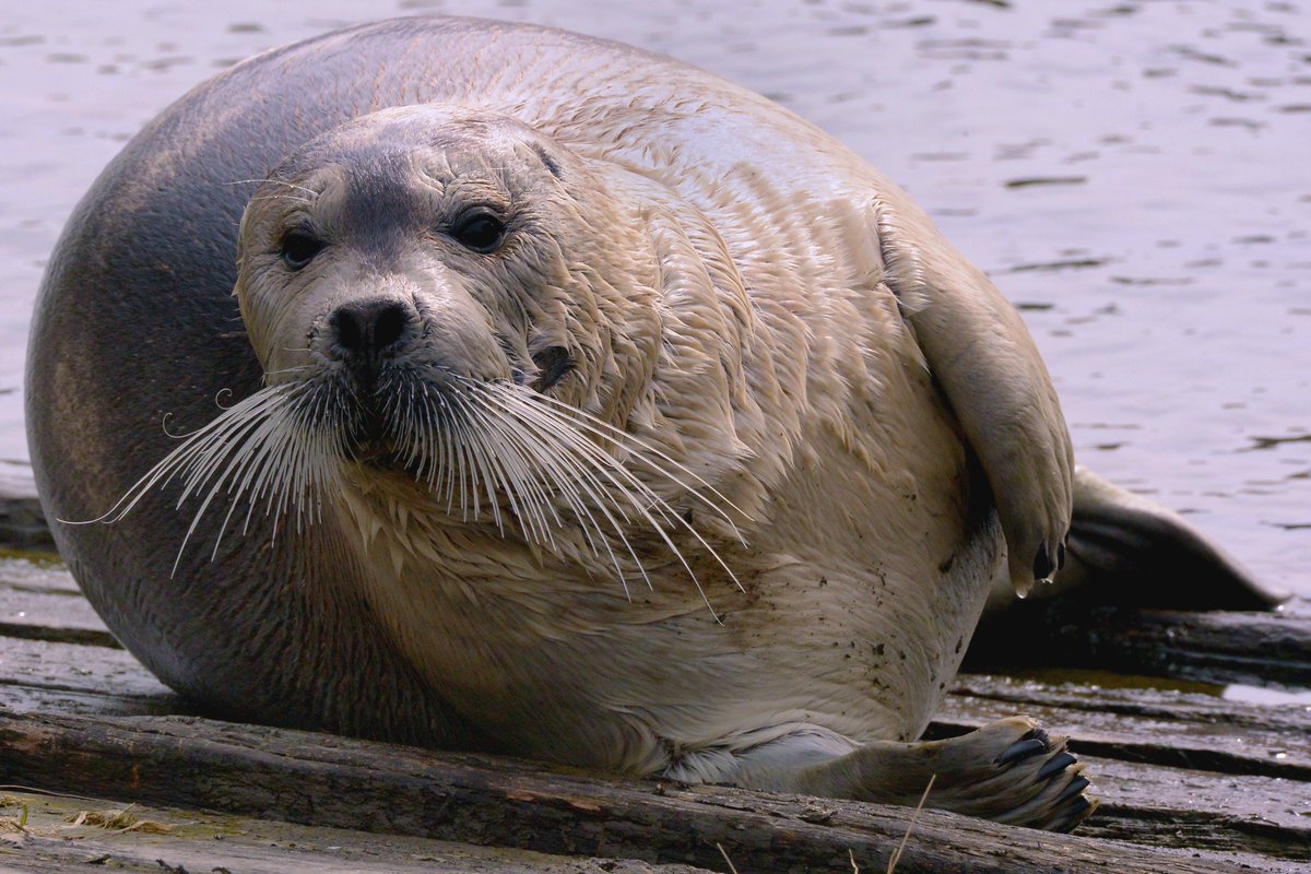 Here's one of my feature photos that appeared in the hard copy of The Telegram recently which is now only published once a week and mailed out to subscribers only.
A bearded seal takes a rest on a wharf in Quidi Vidi Village.