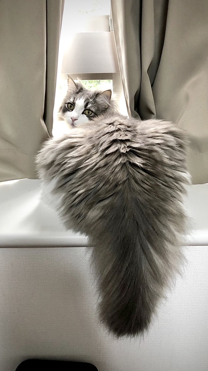 ふりむき⸜(* ॑꒳ ॑*  )⸝