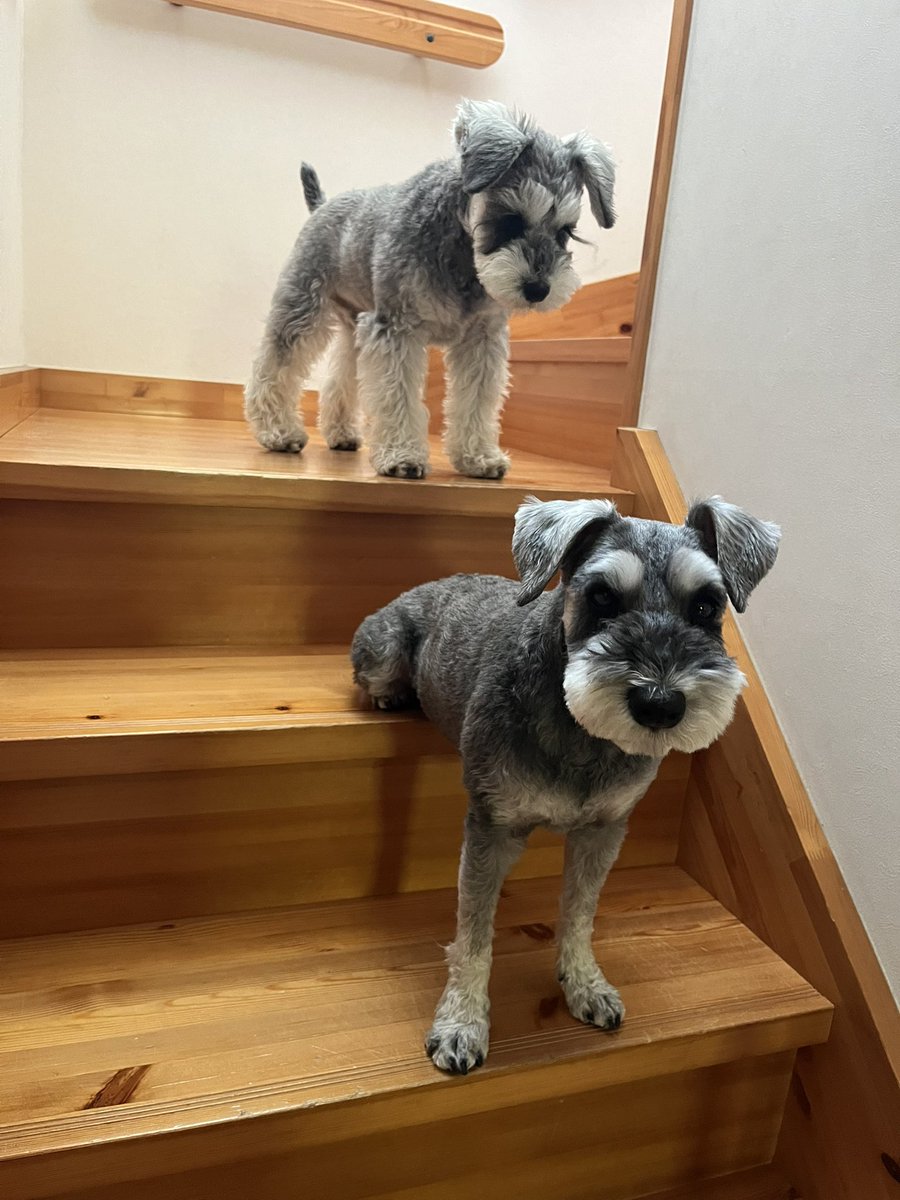 Luke08450824's tweet photo. ルーク兄ちゃんどいてもらって良いですか？🐶 https://t.co/dJYxMxijQK