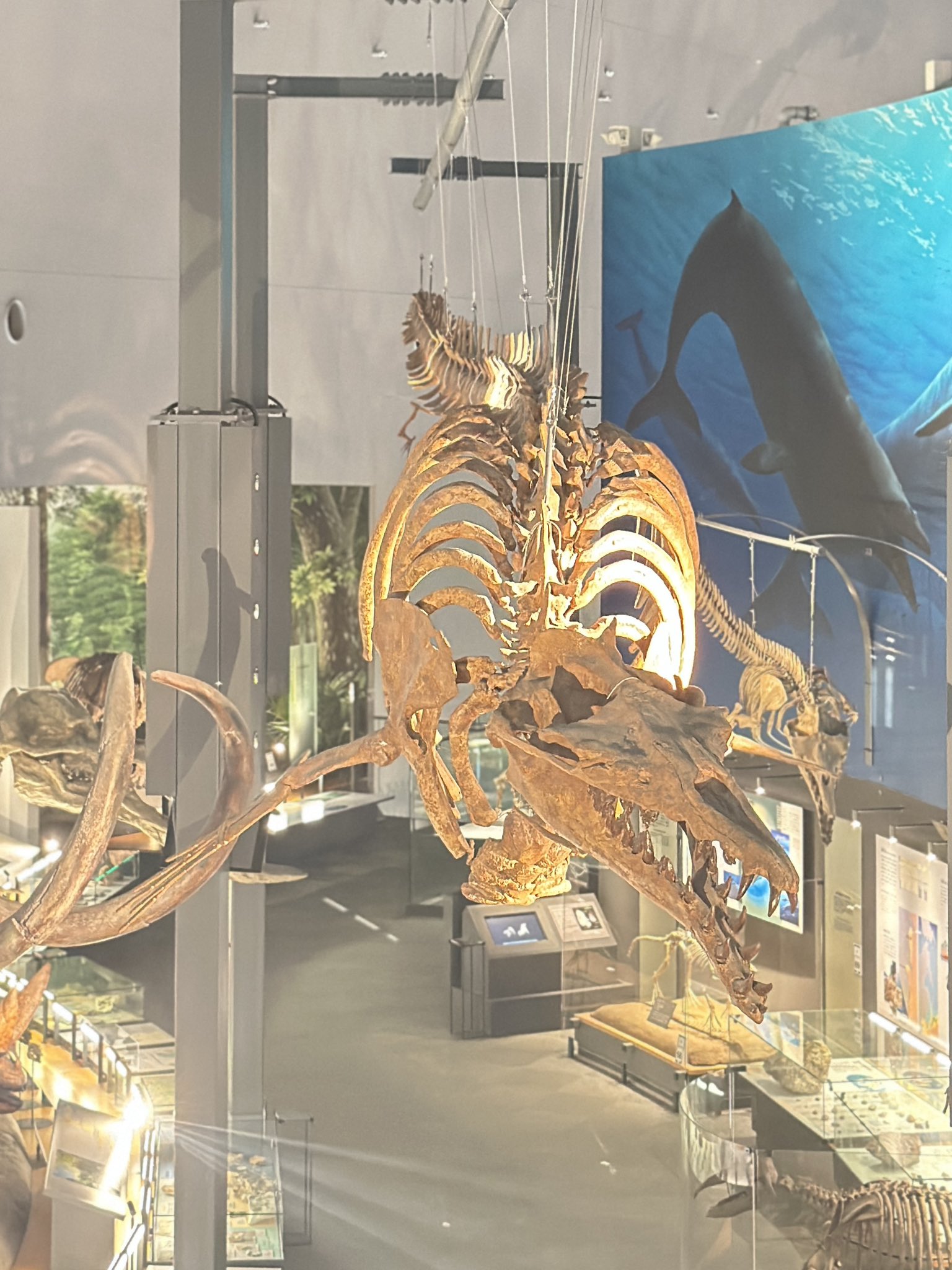 福井県立恐竜博物館 on X: 
