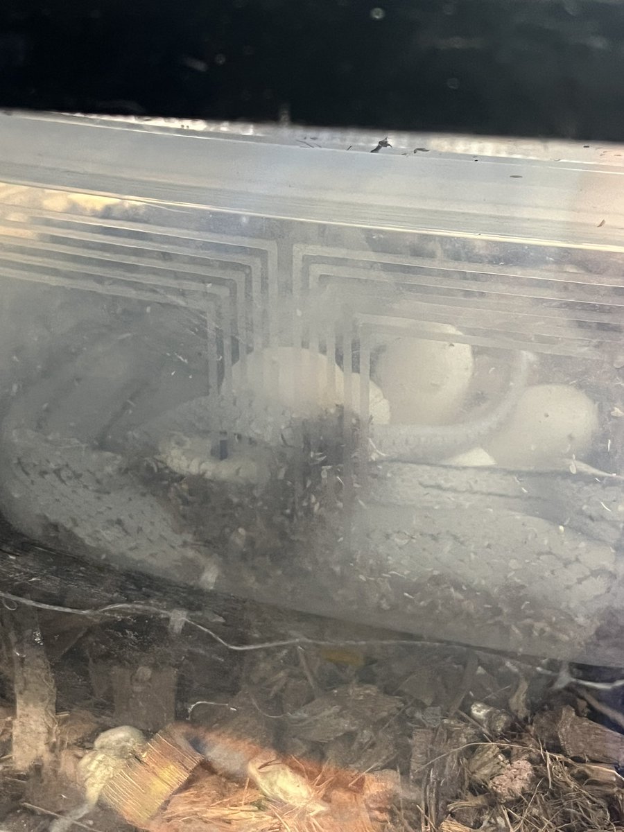 久しぶりのポストになりますね😅
かなりバタバタしてしまっていますけど、ボチボチやってます。
頑張ってるママヘビ達に感謝です🥹何とかシーズンには間に合いそうですね😅
 #コーンスネーク #フトアゴ #爬虫類好き #Port