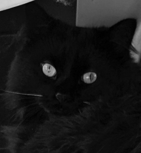 Good evening and welcome to #CatsNoirFriday from Ottawa 🇨🇦! Once again I'm working my supermeowdel stare on Mom.... I'm hypnotizing her for more treatos...😸😵‍💫😸 #Cats #CatsOfTwitter #blackcats #FridayVibes