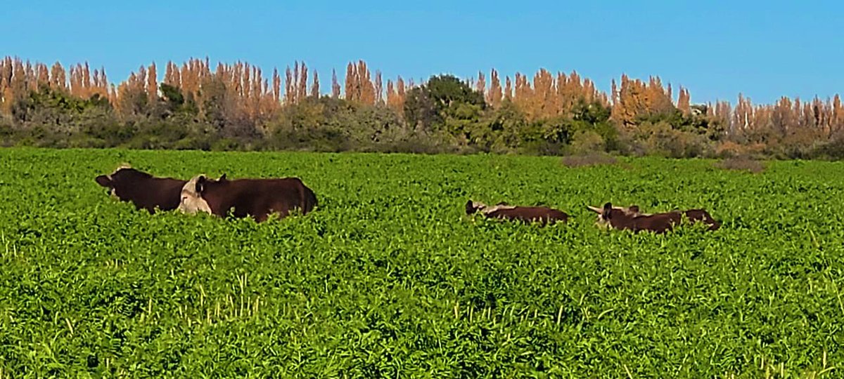 La magia del riego. Vicias de enero bajo riego en el Valle del Río Negro. Donde TODO ES POSIBLE 😍🌿🌿made in 🇦🇷