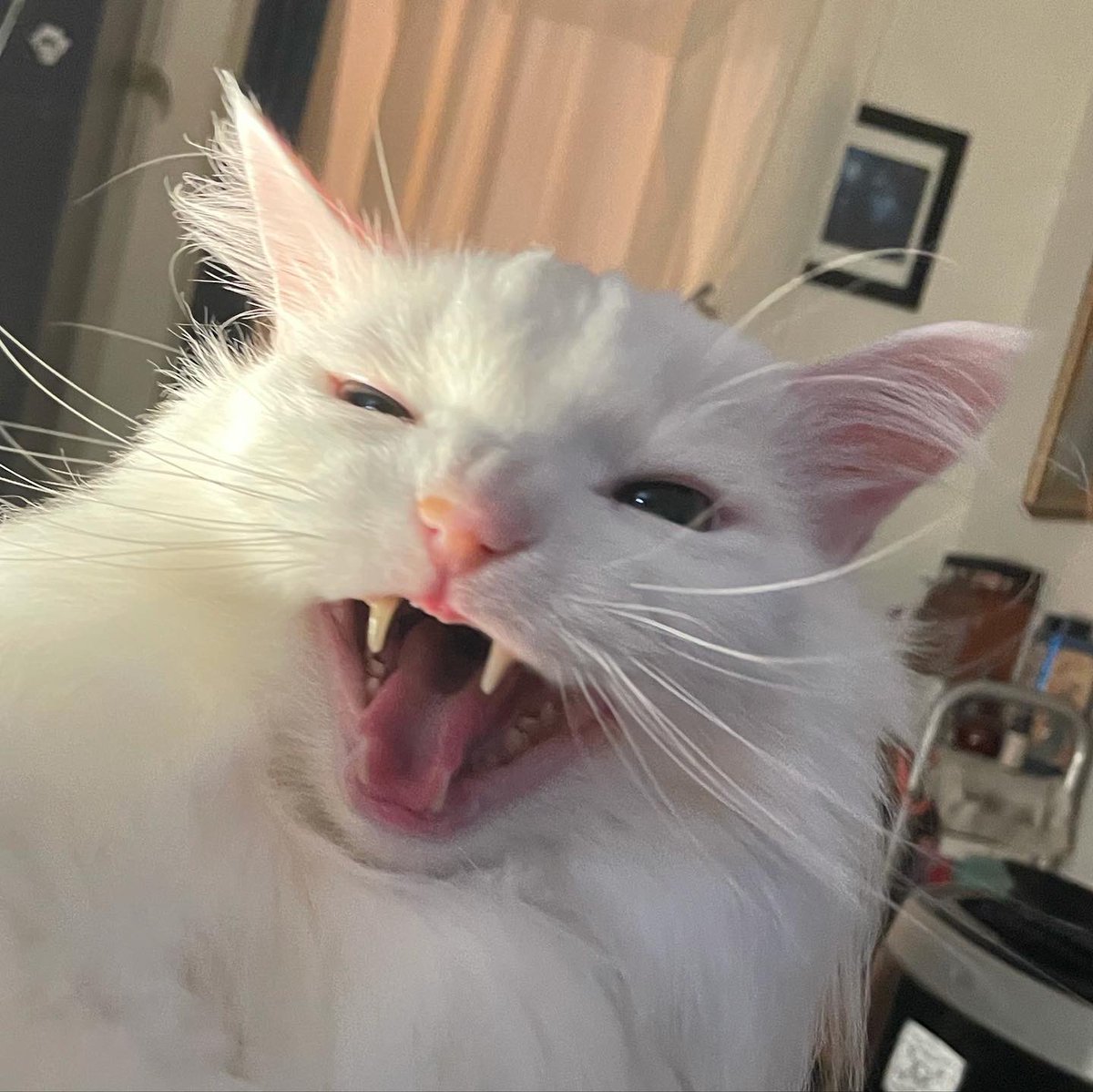 ThurstonWaffles's tweet image. Stay frosty this weekend 😸