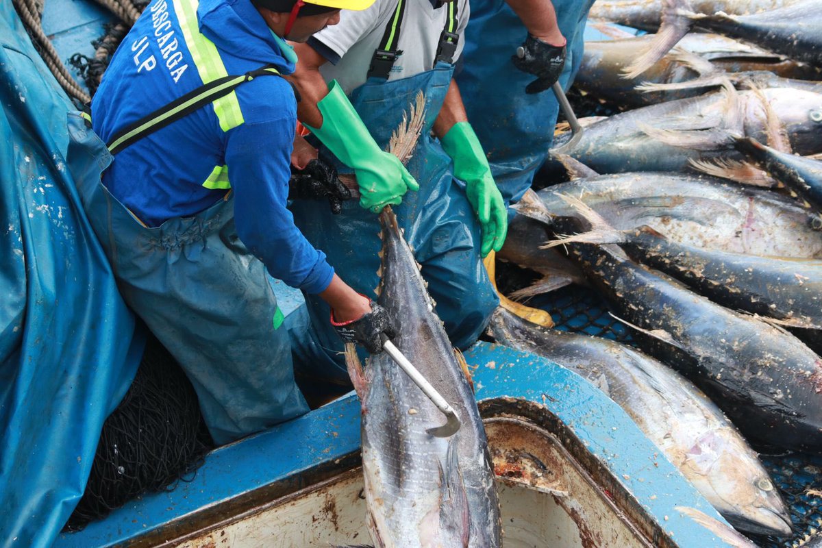 andresarens tweet media