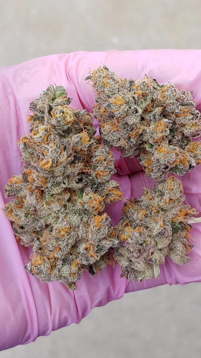Link in bio for orders only 
t.me/+JoYSRH0LCARlY…

#visitredsea #f1jp #Tbilisi #weedfrance #kvaratskhelia #GOT7_NESTFEST