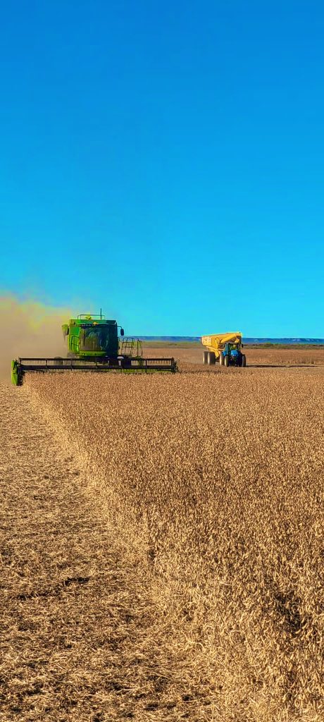 Soja bajo riego en el valle ❤️ Norpatagonia (Conesa)🇦🇷🇦🇷🇦🇷🇦🇷🇦🇷🇦🇷🇦🇷 41 a 52 qq van cerrando lotes. A espalda de la cosechadora, el monte prístino que tolera 1 vaca cada 15-20 has. A ver si hacemos que funcione el puerto que tiene a 100km!!! Una locura que no salga grano por ahí !!