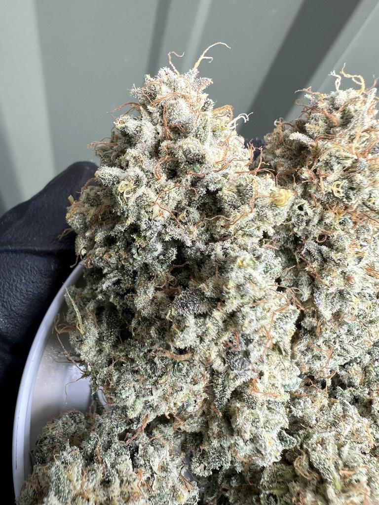 Deal with the Best in town and always receive the best 
t.me/+JoYSRH0LCARlY…

#cannabis #marijuana #GOT7inRAJAMANGALA #ส่งโค้กสุดปังกับพีพีออน #SweetAshley