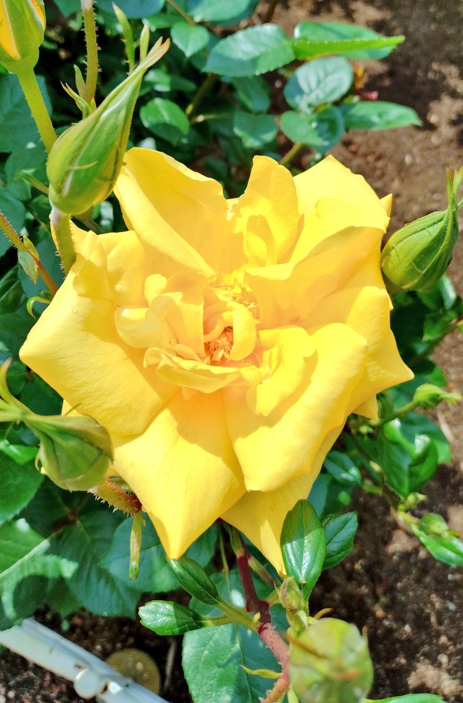 「バラ園」
今年も、散歩がてら近所の公園のバラ園で撮影してきました🌹
location:芝浦中央公園
撮影日:2025.5.1
#バラ園
#芝浦中央公園
#ファインダー越しの私の世界