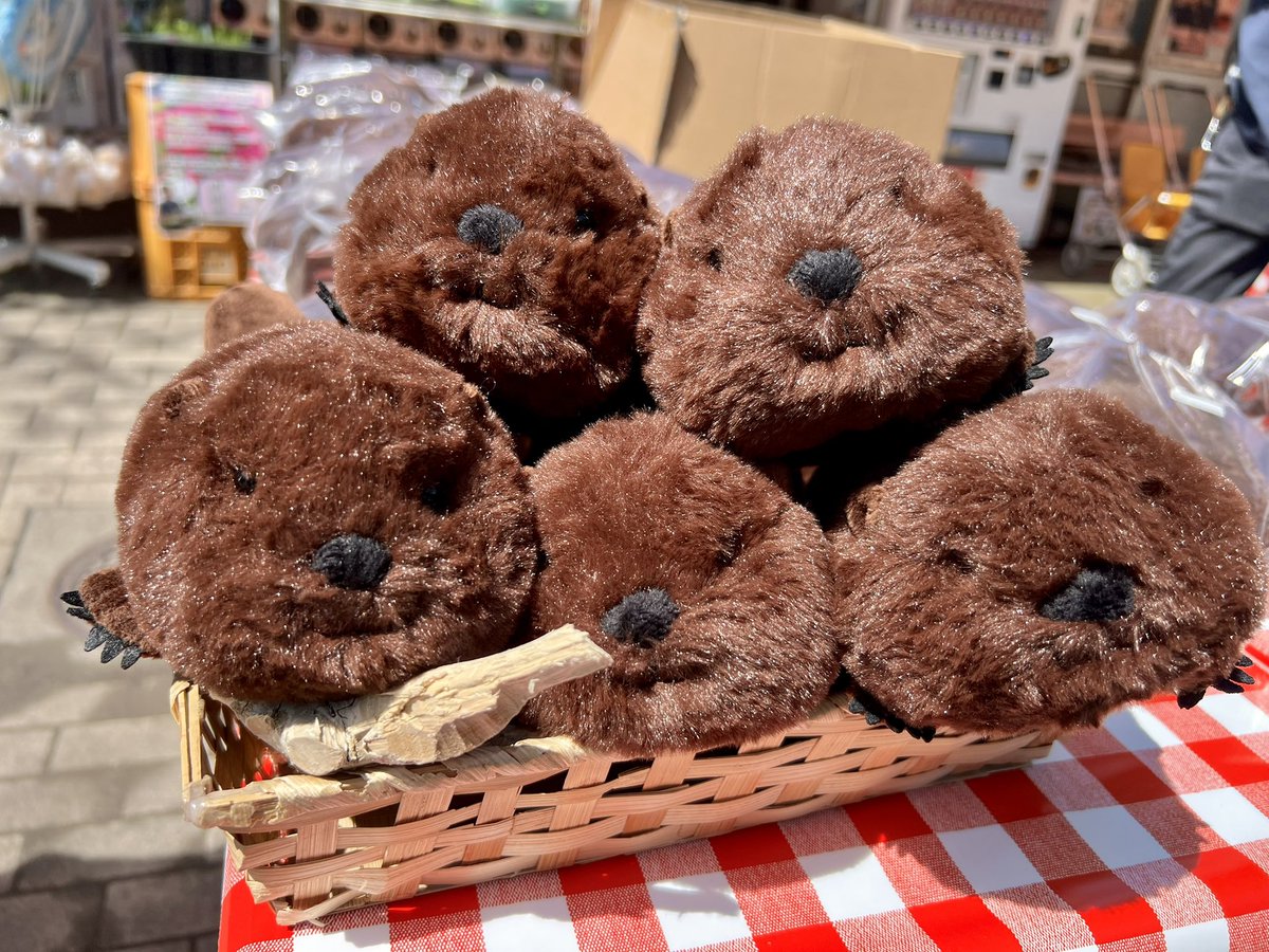 ❤❤未使用❤❤【Labrador】ふんわり柔らか❤プラクトビーバーヤーンケープ❤ さっそくお出迎え めちゃめちゃかわいい！！ 超ビーバー