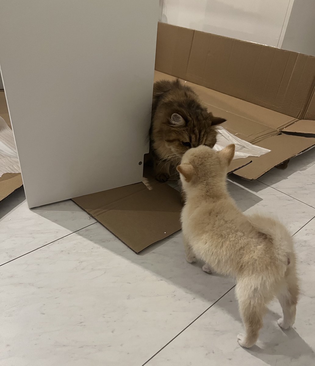 dash_tsuna's tweet photo. ちゆ
#めんつな #猫と犬 #多頭飼い
#犬と猫 #豆柴 #極小豆柴 #マンチカン https://t.co/ve2763uF92