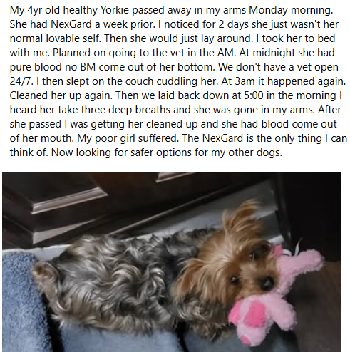 badpetmeds's tweet image. This happened to Yorkie after being given NexGard.  RIP. 🌈😢💔
#NexGard #DogsNexGard