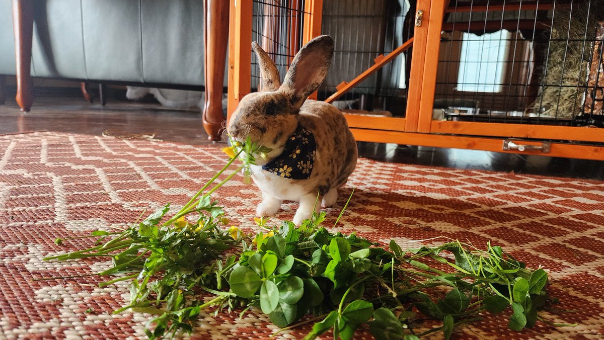 StarPost_Farm's tweet photo. Clover. 🍀🐇 enjoying her fresh picked green salad. https://t.co/1TP6pCJXzc