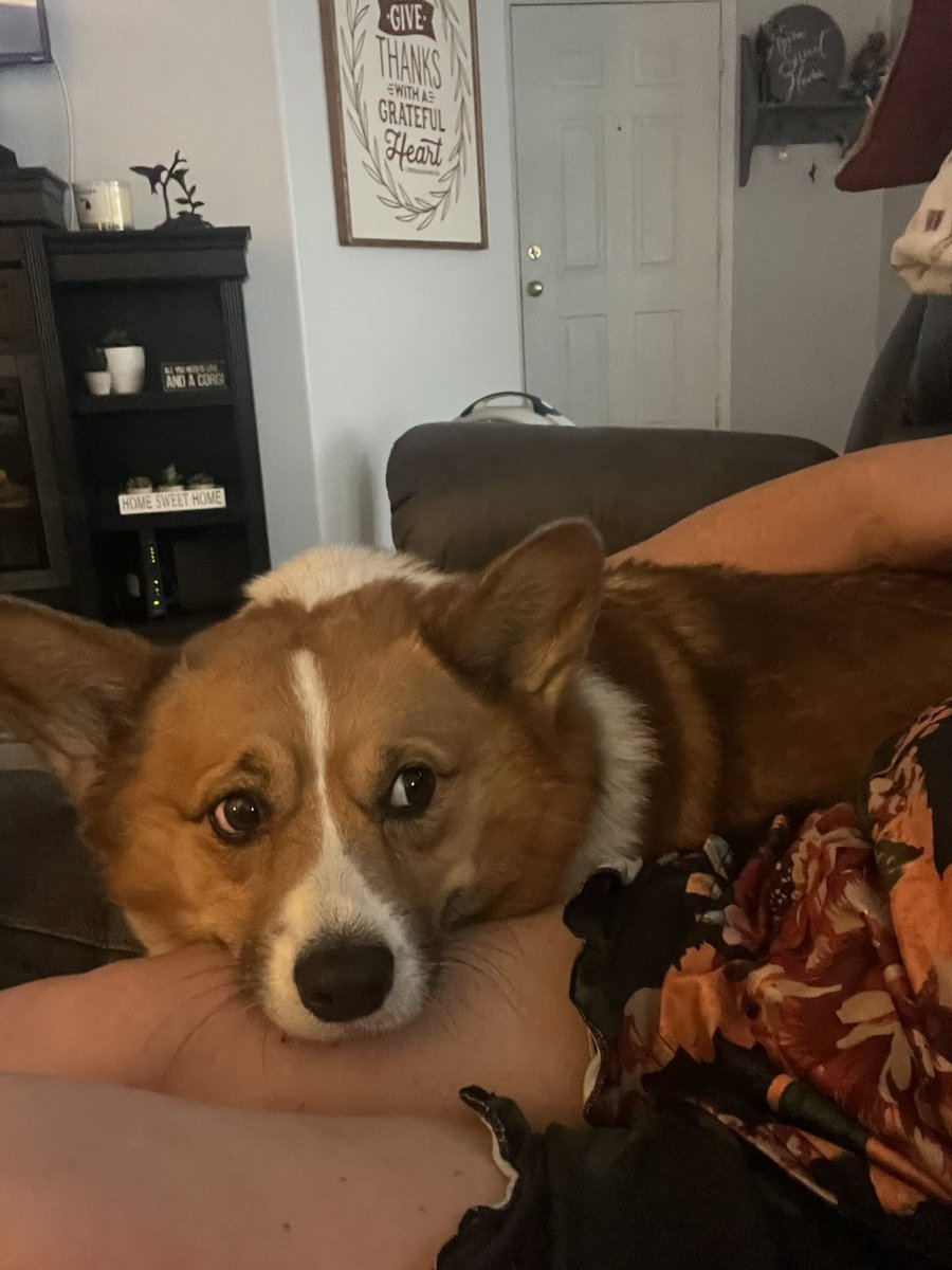 whitemanML's tweet image. Archie is settling right in. My sisters and Mom got me this blanket in memory of Piper. It’s bittersweet, but I really like Archie being here. He is such a sweet laid back pup. #corgination #archiethecorgi #fosteringdogs #petloss