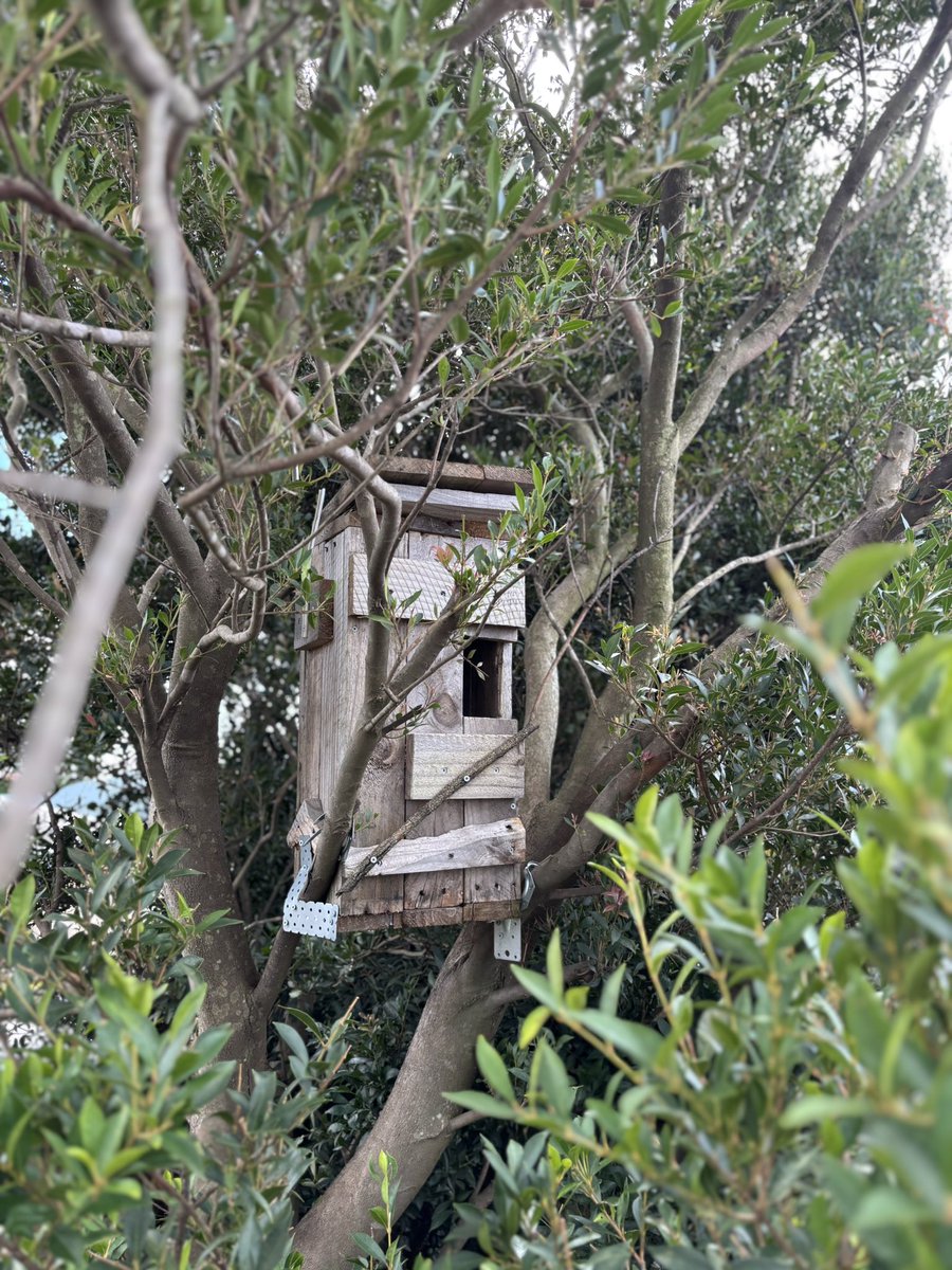 Our #Winter fruit and vegetables are popping - But are noticing little bites out of everything. Time to use the netting. 
Round 1: Bananas vs. Possums🍌😀
