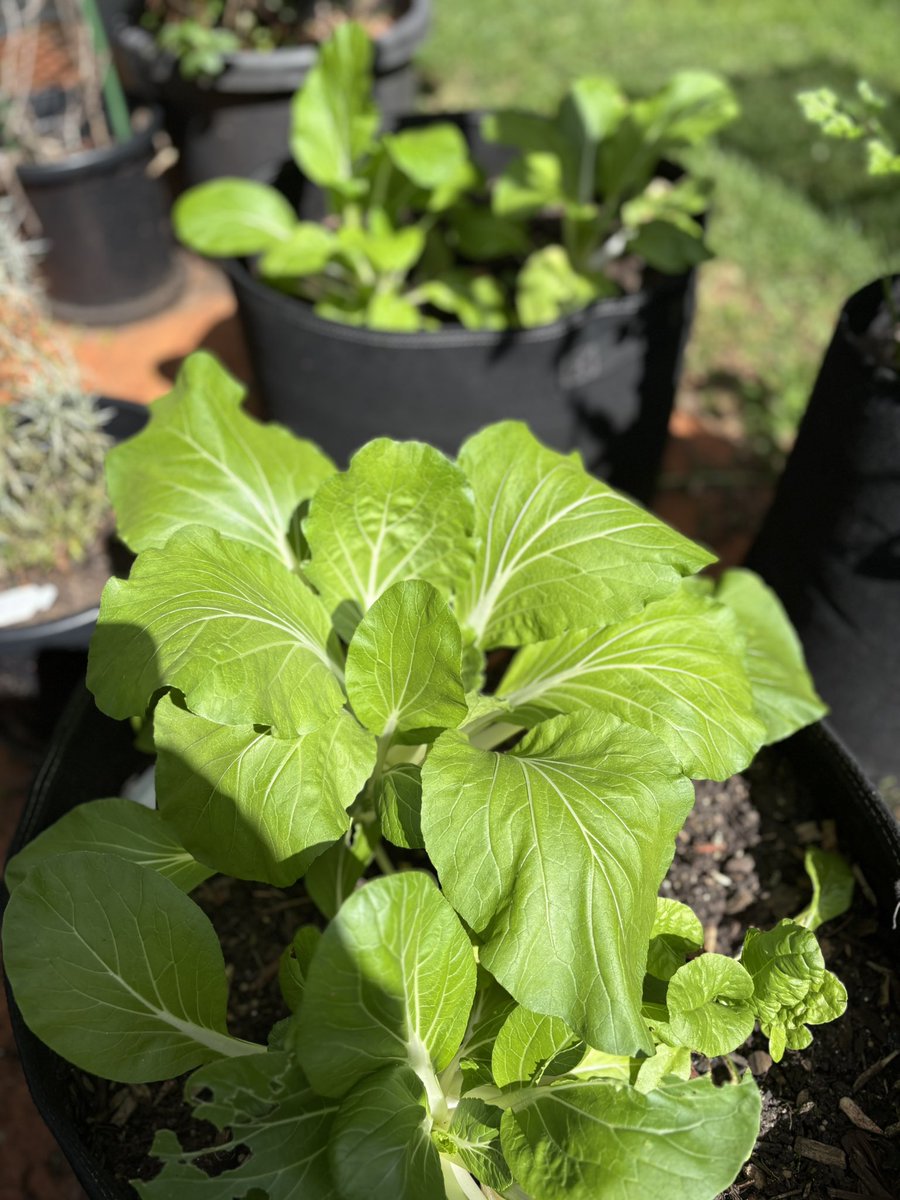 Tim McCallum 🇦🇺 🤖 🦀 🐍 tweet media