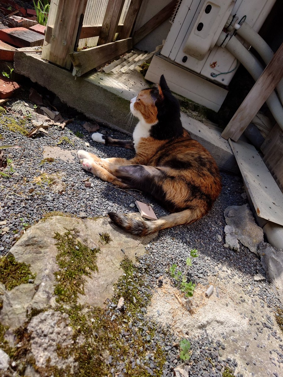 お隣の毛玉も可愛すぎる