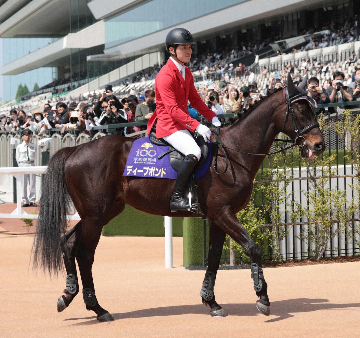 livedoornews's tweet photo. 【デビュー】ディープボンド、京都1Rで誘導馬に 約5カ月ぶりに姿見せる
https://t.co/kLLB4HKhgB

ディープボンドは引退後、京都競馬場の乗馬センターで誘導馬になるための訓練を積んだ。先輩誘導馬のダノンバウンドに連れられる形で検量室前に姿を現し、誘導馬としての第一歩を踏み出した。 https://t.co/uRoPgZBEco