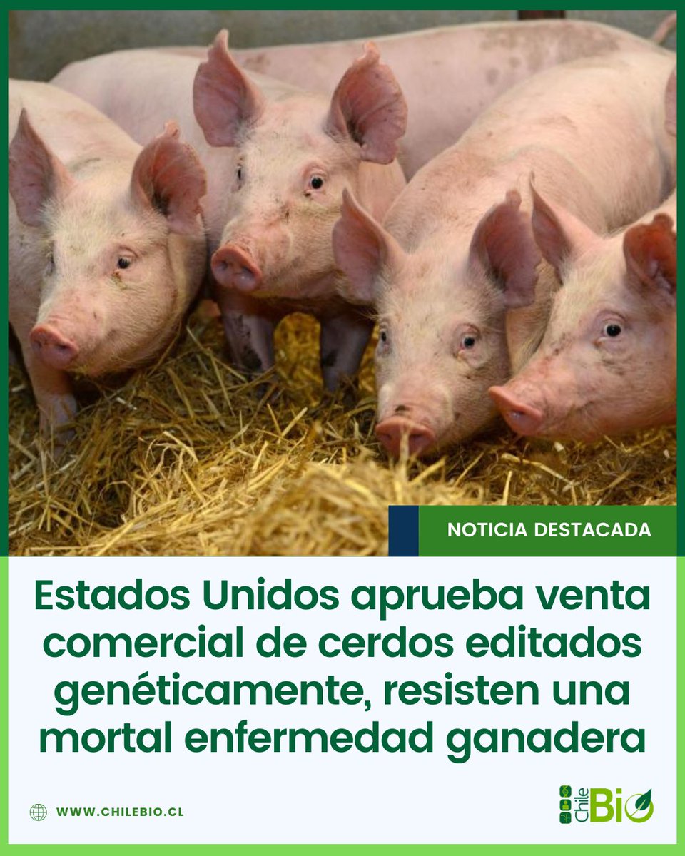 Cerdos editados genéticamente para ser resistentes a una de las enfermedades ganaderas más costosas del mundo (PRRS), mediante tecnología del Instituto Roslin de la Universidad de Edimburgo (UK), han sido aprobados para su venta en Estados Unidos. bit.ly/4jXFr3z #biotech
