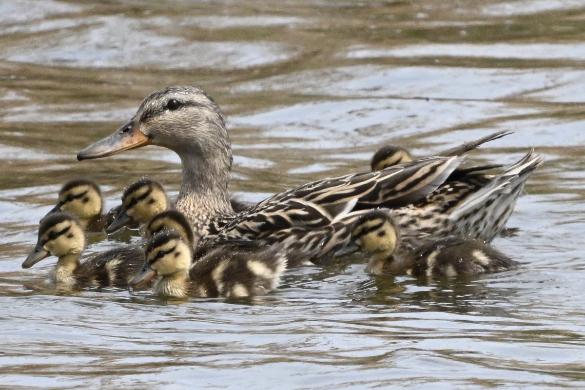 ell_enR's tweet photo. Cuteness overload!!! Mother Mallard and her ducklings!!
Northern NJ
5/1/25
#ducklings #duck #ducks #ducklover #duckphoto #duckphotographer #duckphotography #birdphotography #birdphotographer #birdphoto #BirdsSeenIn2025 #mallard #NatureLovers #naturephotographers #naturephoto https://t.co/j4KqkCHWD0