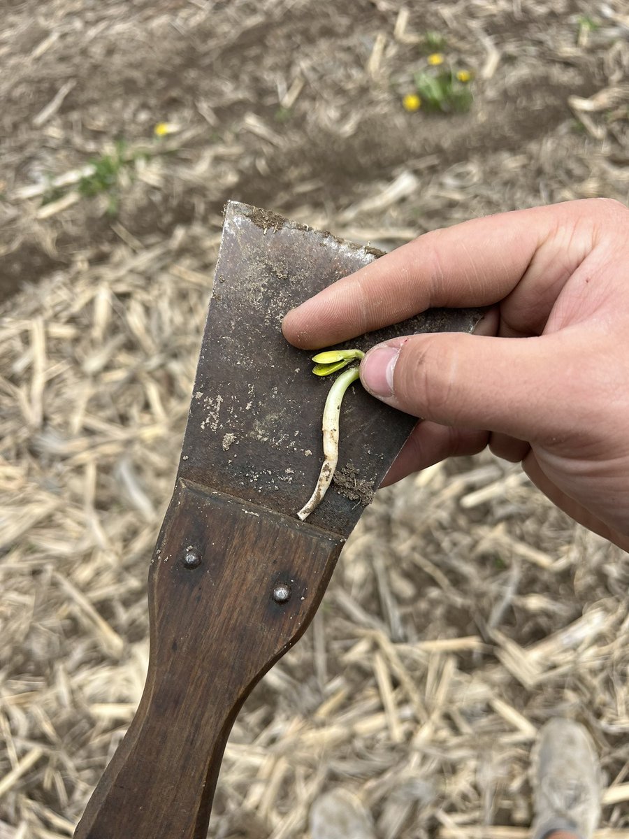 Devinjbaker's tweet image. Best decision we made was planting some beans in March. We need another rain to get enough up to not replant. But it is an absolute blast to evaluate these beans! If you would’ve said we wouldn’t have got many rains in April to get them up I’d say you are a liar but here we are!