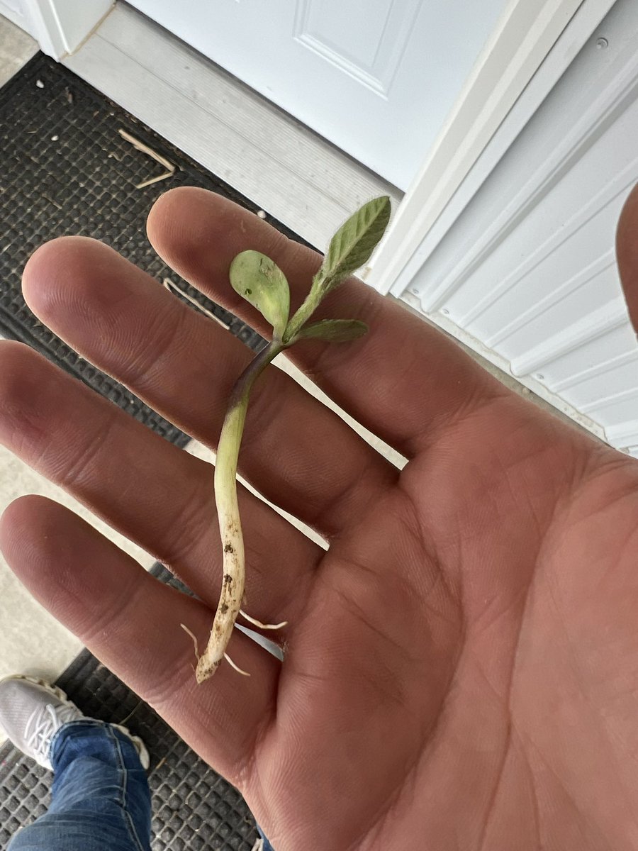 Devinjbaker's tweet image. Best decision we made was planting some beans in March. We need another rain to get enough up to not replant. But it is an absolute blast to evaluate these beans! If you would’ve said we wouldn’t have got many rains in April to get them up I’d say you are a liar but here we are!