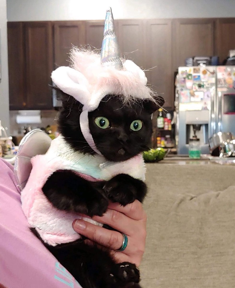 Black cats are not bad luck (@visualscat) on Twitter photo 