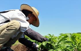 hikaruganji's tweet image. 知っていますか？貴方達がGW期間中だ、連休だと海外旅行や、国内旅行や、テーマパークに遊びに行っている間に、農家の方々は一生懸命に作物を育てているのを知って下さい。お米だけでは無く、様々な野菜や果物も、GWとか関係無く、働いているのです。国内生産のお米や野菜などには、感謝する事が大切で…