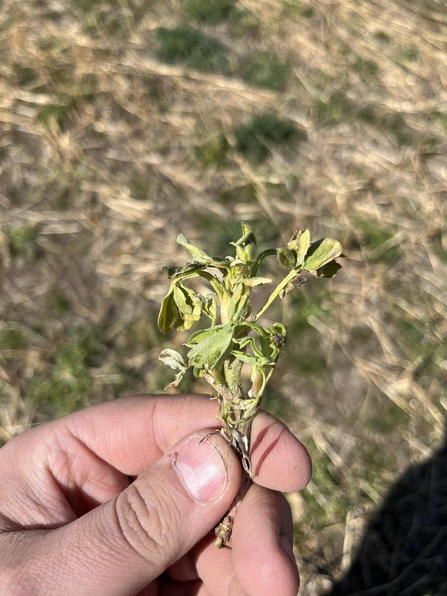 Adam Fast (@adamfast13) on Twitter photo Bunch of trials this week to really get into #plant25 with <a href="/DEKALB_Canada/">DEKALB Canada</a> canola & corn hybrids, and <a href="/Bayer4CropsCA/">Crop Science Canada</a> CP products! Bunch of trials this week to really get into #plant25 with <a href="/DEKALB_Canada/">DEKALB Canada</a> canola & corn hybrids, and <a href="/Bayer4CropsCA/">Crop Science Canada</a> CP products!