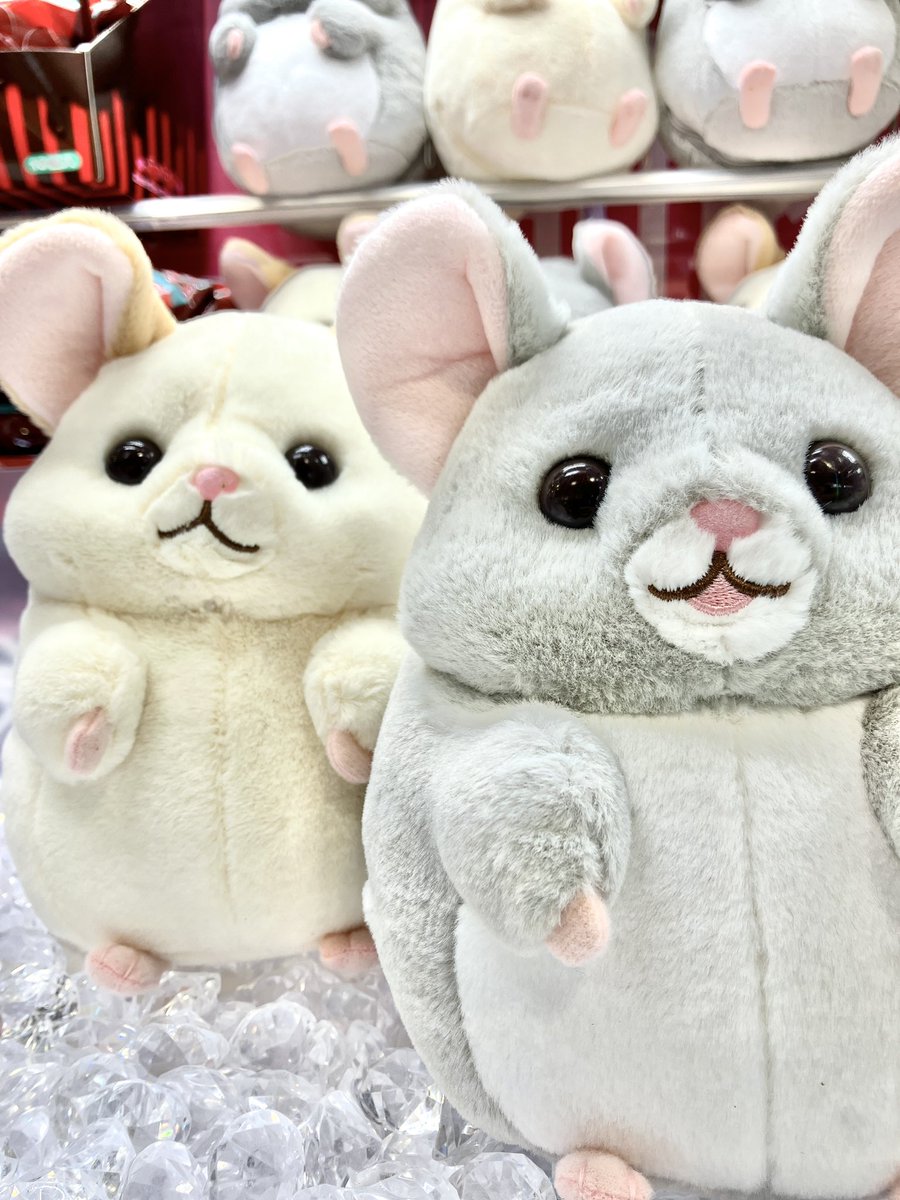 丸くてコロコロした チンチラが ころげまわるよ🙂🙃 チンチラのララ