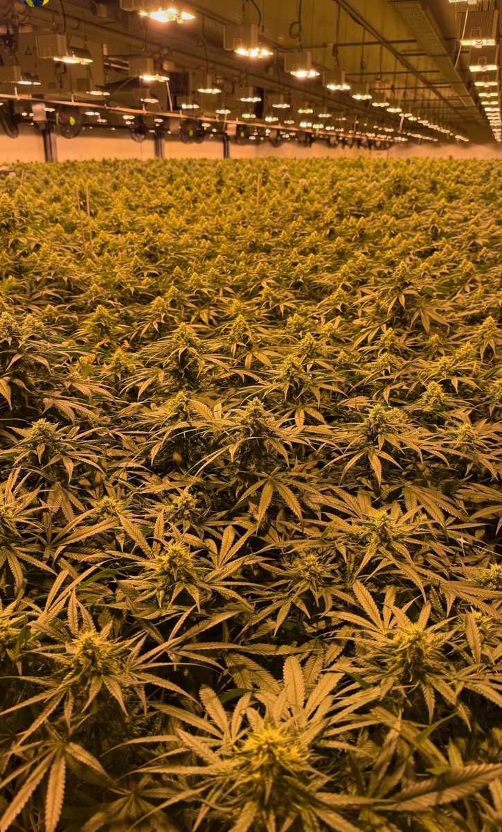 Damien Sandoval (@damiendirects) on Twitter photo 