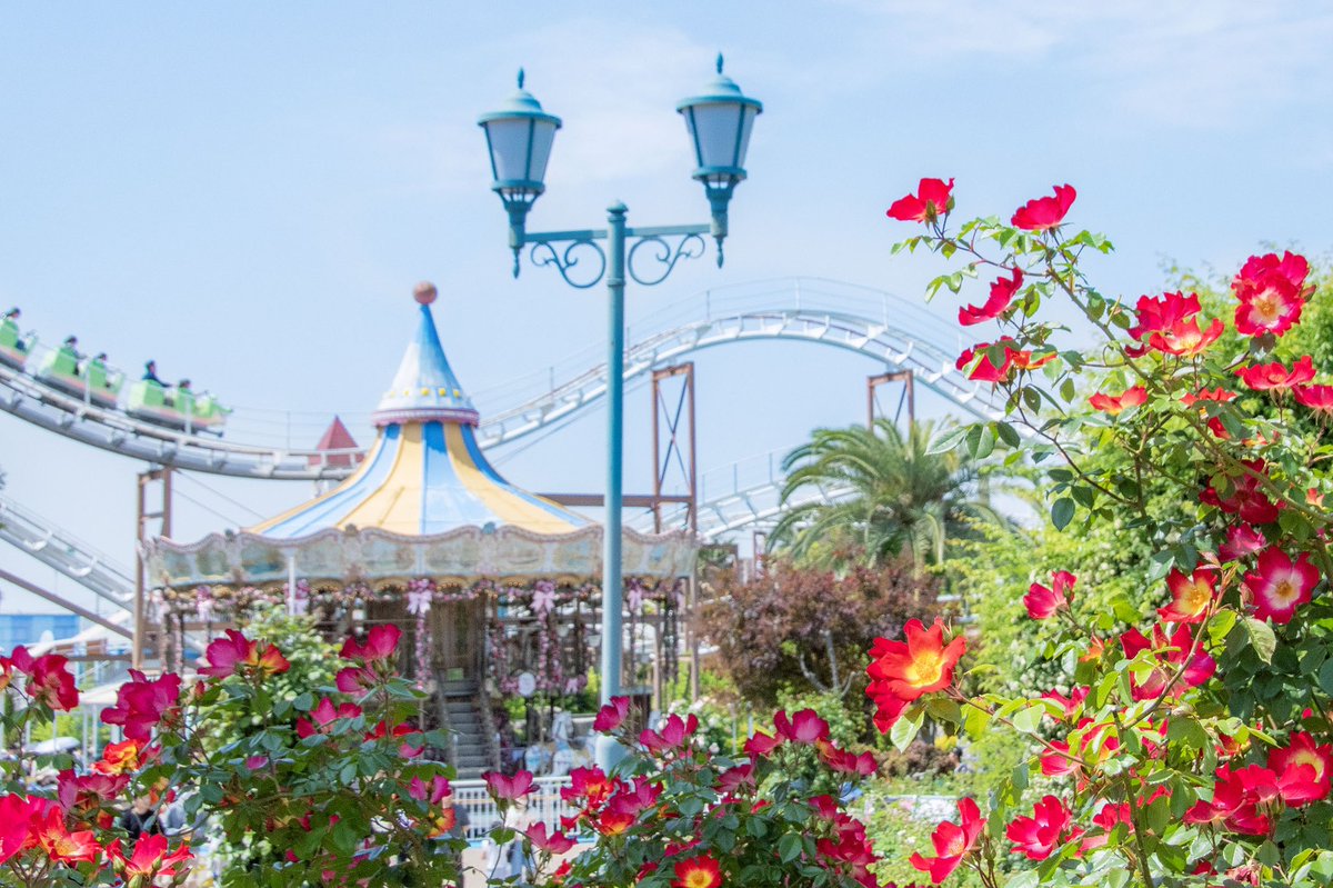 ゴールデンウィーク後半の初日 いい天気ですねー☺️ バラも徐々に咲き