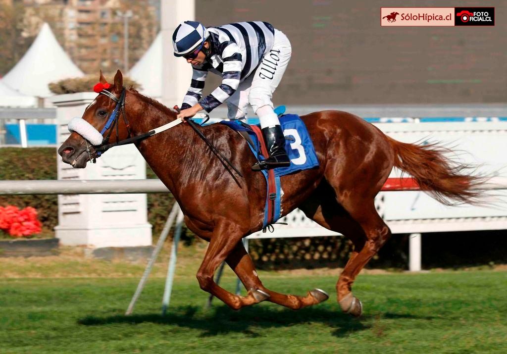 solohipica's tweet image. CREATED (Mendelssohn) ganando Clásico (G3) "ALVARO COVARRUBIAS P.” 1600m. Viernes 2 de Mayo Club Hípico de Santiago. Stud MARENGA Preparador PATRICIO BAEZA Jinete OSCAR ULLOA #solohipica #Created #Mendelssohn #StudMarenga #PatricioBaeza #OscarUlloa #ClubHípicoSantiago #Clásico