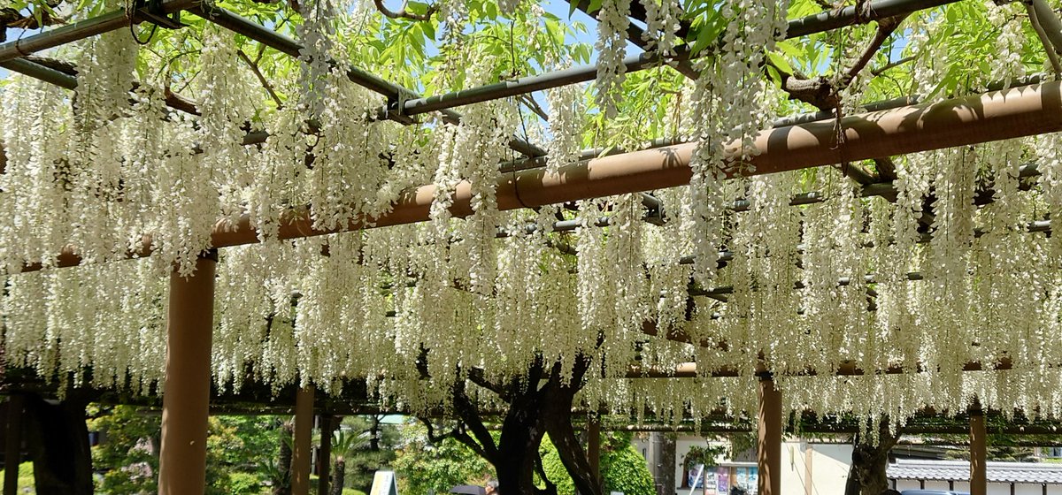 #江南藤まつり
#白藤
白い藤✨️きれい✨️
GW後半スタート。行楽日和🌞