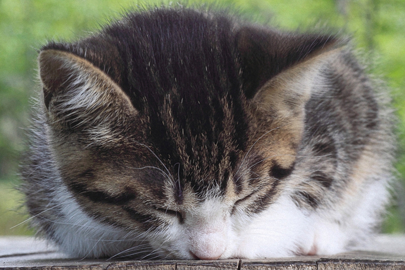 縁側の日にとろけをる子猫かな
#kigo #俳句 #写真俳句