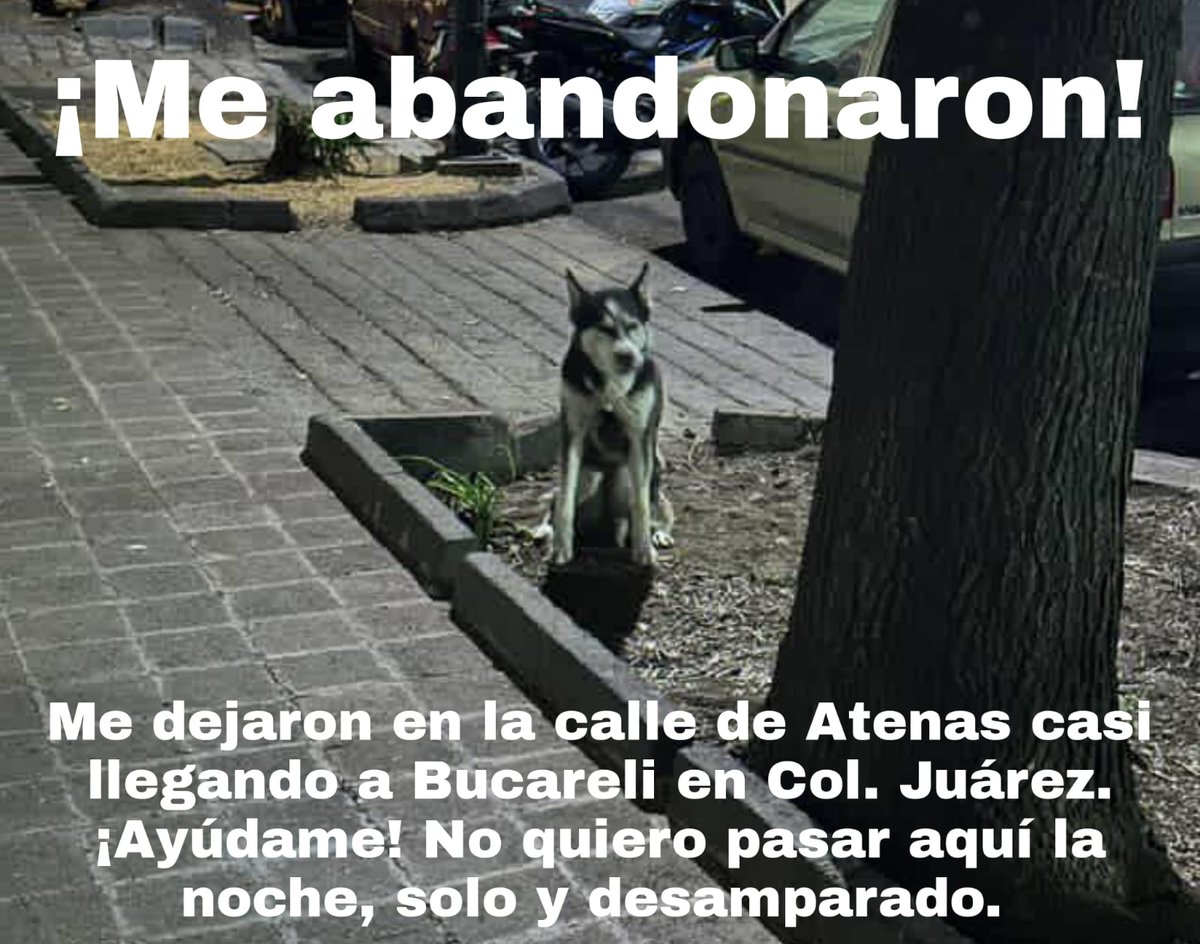 La Colonia Juárez (@lacoloniajuarez) on Twitter photo ¡Otro perrito abandonado en #ColoniaJuarez! Esta vez se trata de un husky que dejaron a su suerte en calle Atenas casi esq. Bucareli. Por favor si lo conocen o quieren conocerlo y resguardarlo, lo encuentran ahí en la calle.
Ccp. <a href="/AgatanCdmx/">Agencia de Atención Animal</a> <a href="/AnaJVillagran/">Ana J Villagrán</a> <a href="/locatel_mx/">@locatel_mx</a>. ¡Otro perrito abandonado en #ColoniaJuarez! Esta vez se trata de un husky que dejaron a su suerte en calle Atenas casi esq. Bucareli. Por favor si lo conocen o quieren conocerlo y resguardarlo, lo encuentran ahí en la calle.
Ccp. <a href="/AgatanCdmx/">Agencia de Atención Animal</a> <a href="/AnaJVillagran/">Ana J Villagrán</a> <a href="/locatel_mx/">@locatel_mx</a>.