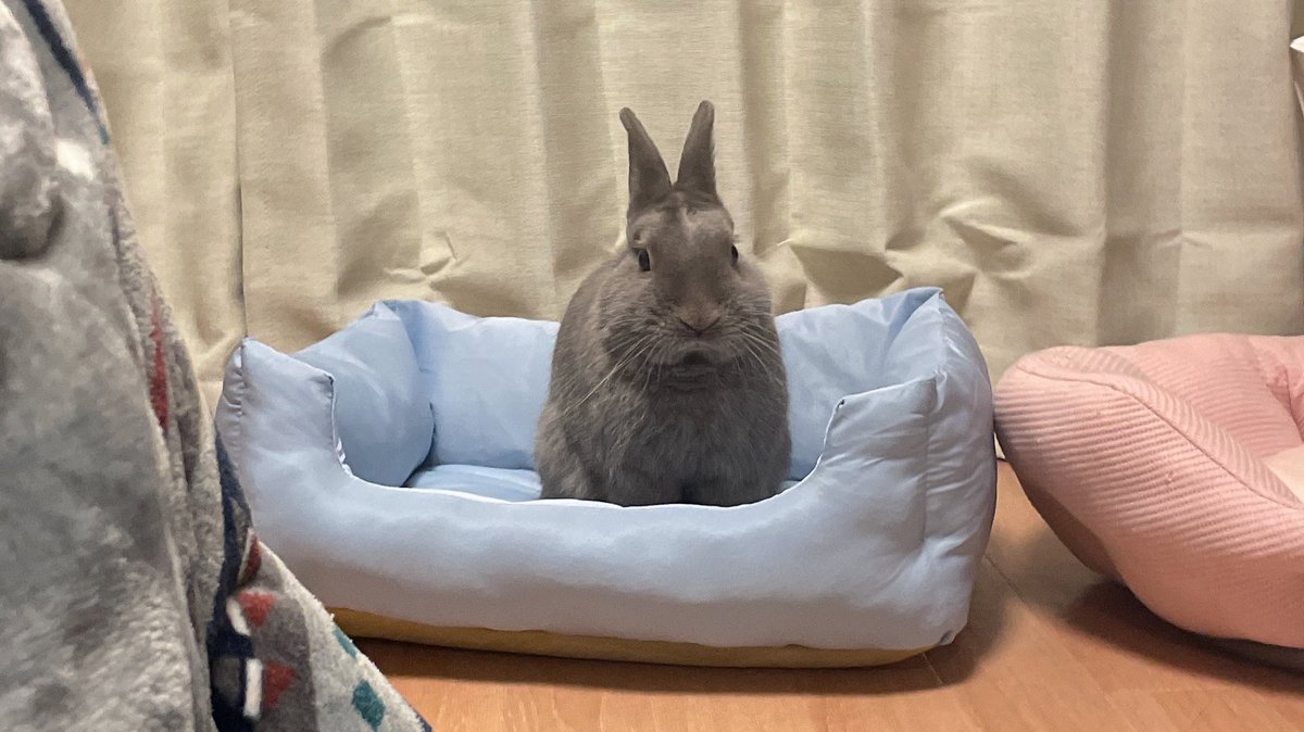 shingenlove___'s tweet photo. 新しいベッドが気に入った信玄。

 #うさぎ
 #ネザーランドドワーフ https://t.co/P2EON4wbVz
