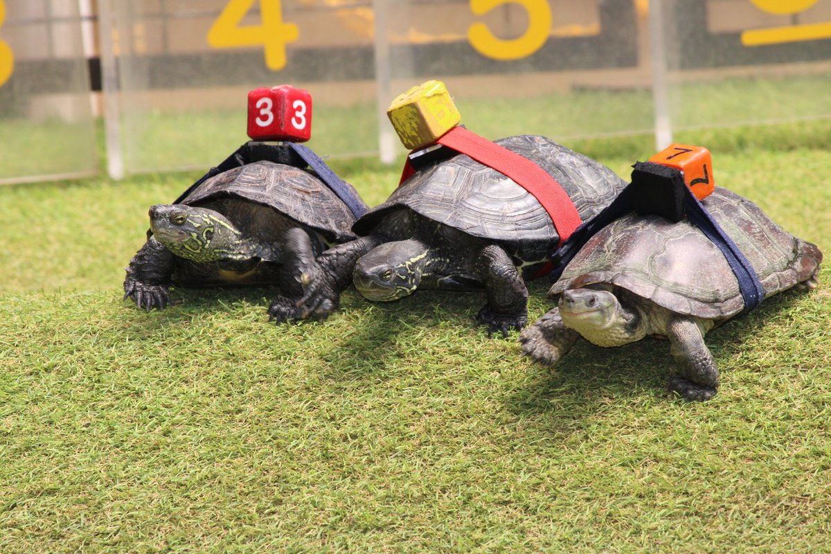 iZoo_iZoo_'s tweet image. 【✨ゴールデンウィーク期間中イベント✨】
3日〜5日のカメレース🐢は通常開催と違い…
10時11時12時13時14時15時
と1時間ごとの開催となります。

特別開催のカメレース🐢
是非参加してみてください✨❗️
#爬虫類　#カメレース　#カメボーイ
