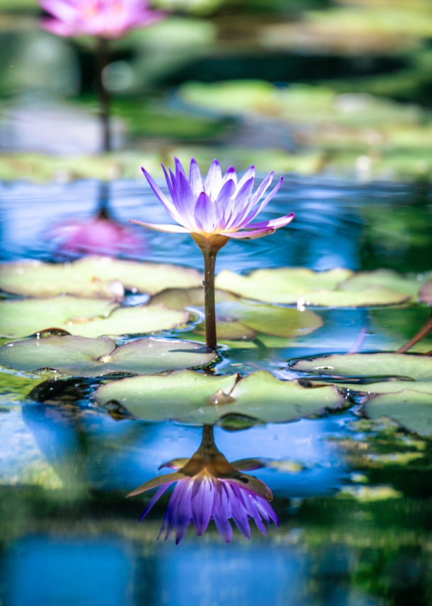 涼しげに咲く水辺の妖精。