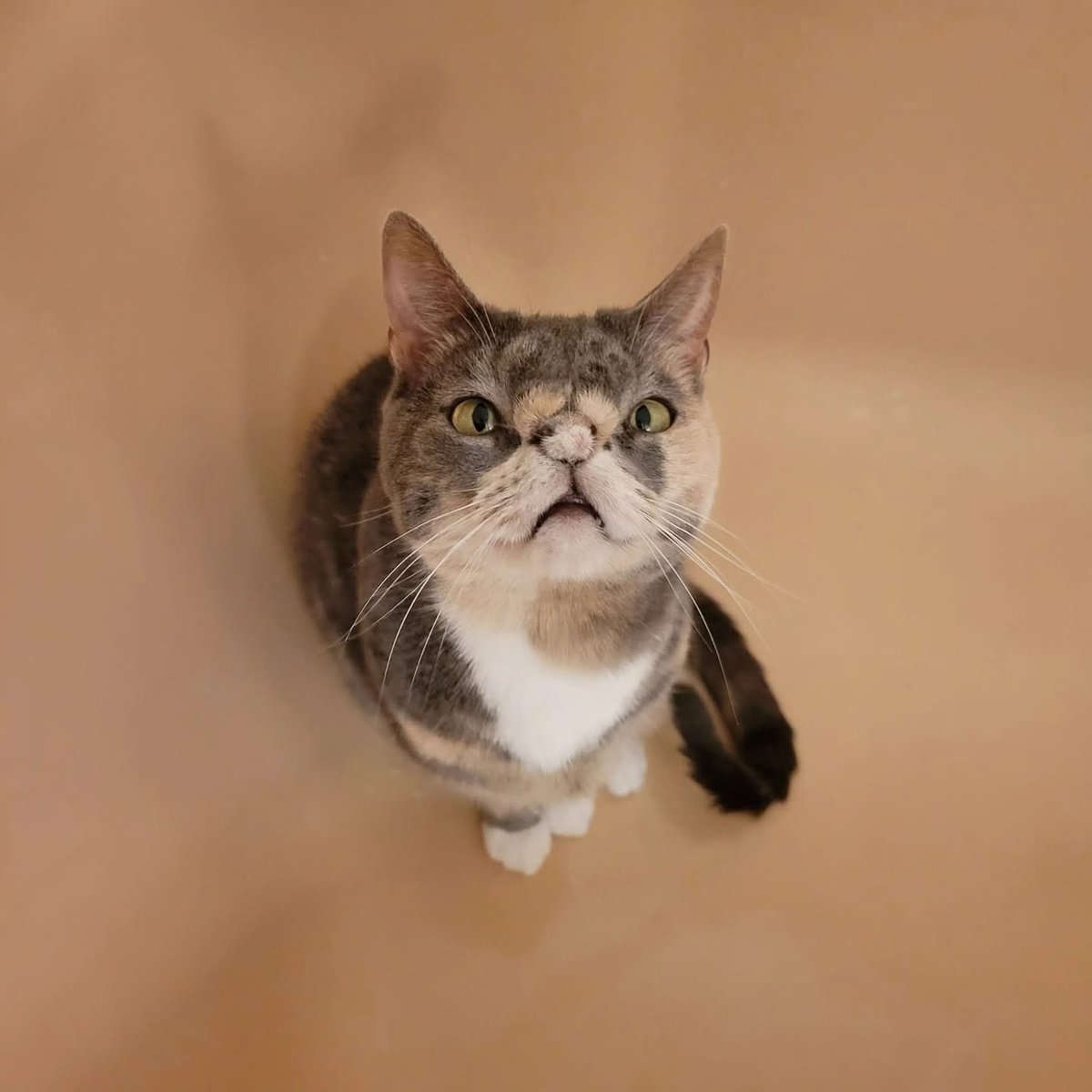 bih85ytgu's tweet photo. Purrfection
.
.
#purrfection #purrfect #purrfectfelines #feline #sheisperfect #imperfect https://t.co/kVVUhOUFww