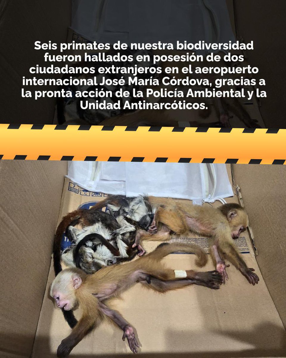 cornare's tweet photo. 🚨 El tráfico ilegal de fauna cobra nuevas víctimas: ¡dos crías muertas y cuatro en estado crítico!💔

🐒 Seis primates fueron hallados sedados y ocultos en las partes íntimas de dos ciudadanos extranjeros que intentaban sacarlos ilegalmente del país desde el @AeropuertoMDE . https://t.co/PtIMs11liS