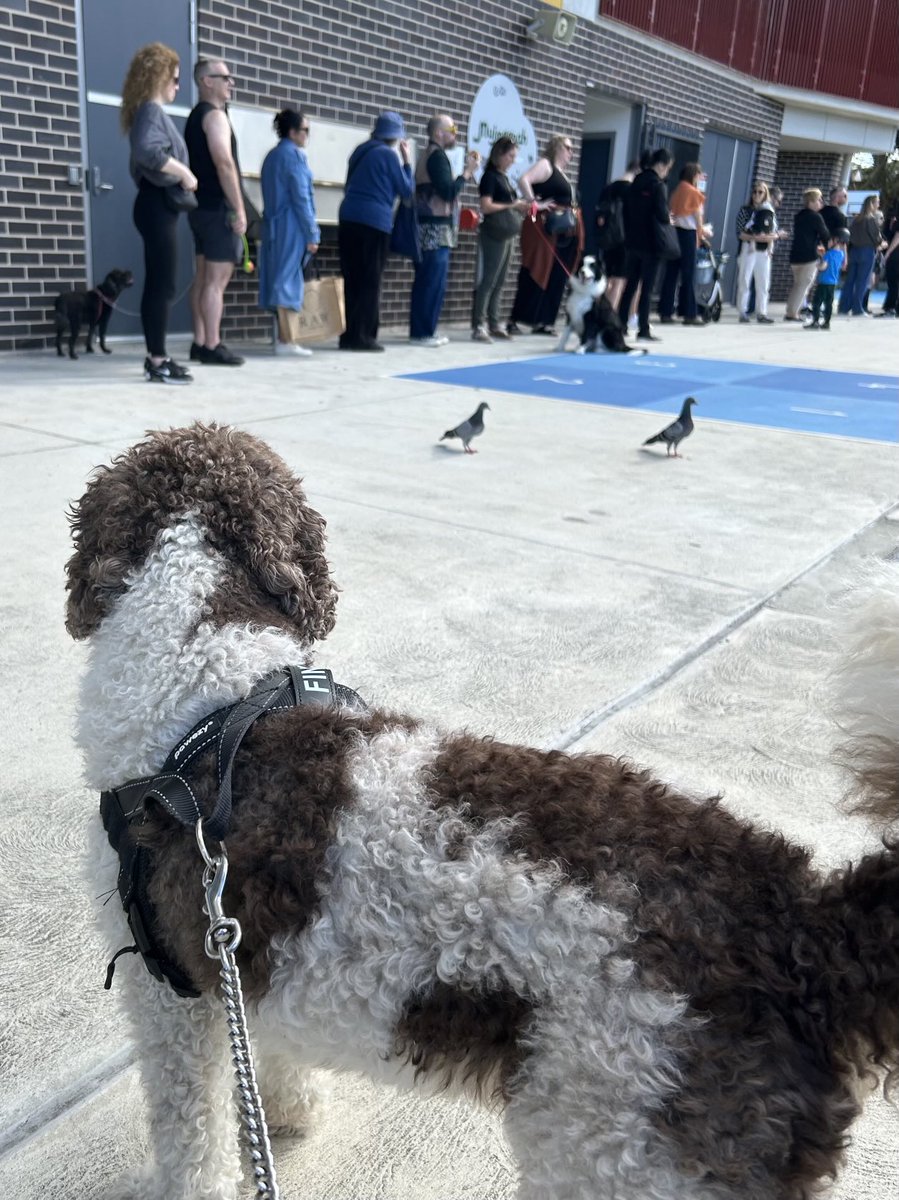 potatofiend's tweet photo. Finn manages pigeon alert during patrol and is rewarded with a sausage #dogsatpollingstations #democracysausage #AusVotes2025 https://t.co/VQ59J3Gk1t