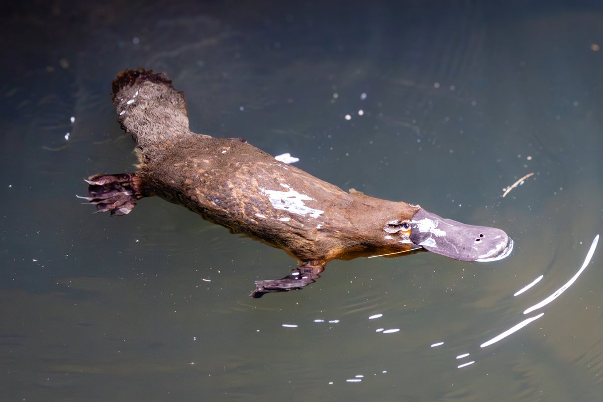RealmOfAnimals's tweet image. Say hello to the Platypus! These amazing duck bills are one of the few venomous mammals. Male platypuses have venomous spurs on their hind legs that can deliver a painful sting to predators (or humans). 😮